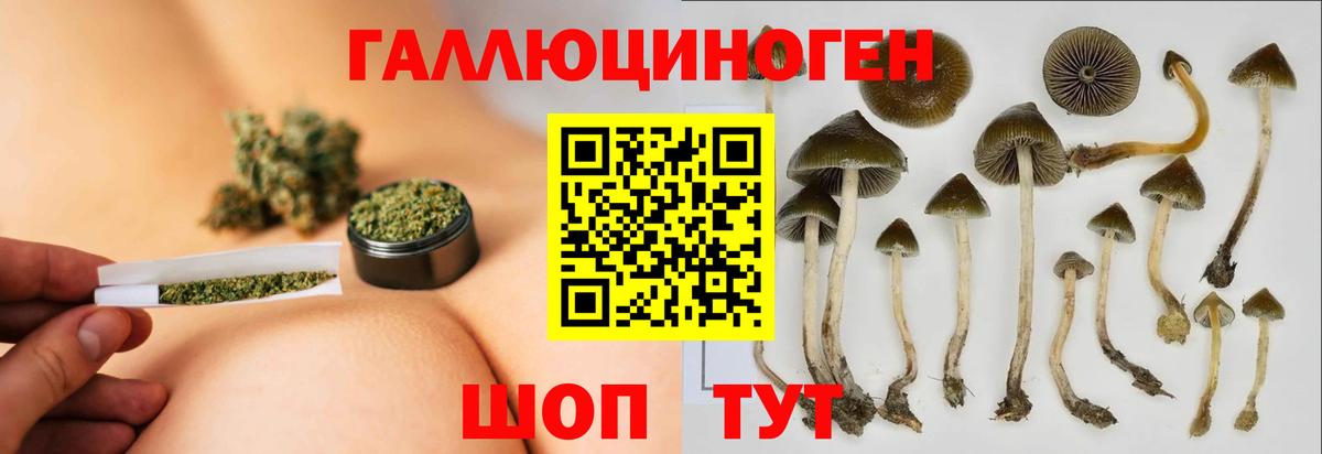 Белореченск  Галлюциногенные грибы Cubensis  Вход с VPN 